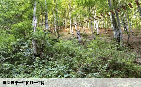 埋头苦干一生忙打一生肖