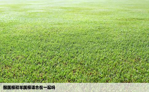 猴属相和羊属相适合在一起吗