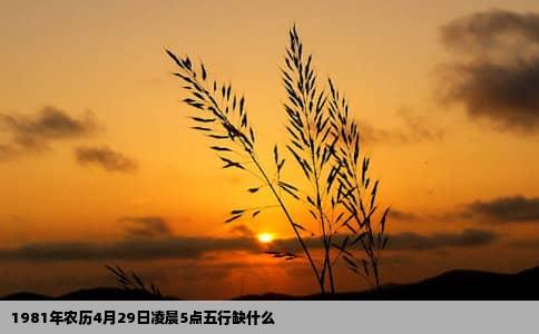 1981年农历4月29日凌晨5点五行缺什么