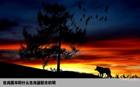 生肖属羊和什么生肖最配合的呢