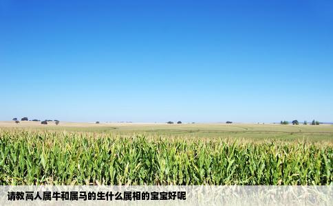 请教高人属牛和属马的生什么属相的宝宝好呢