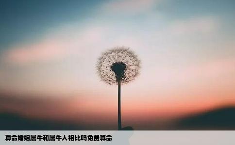 算命婚姻属牛和属牛人相比吗免费算命
