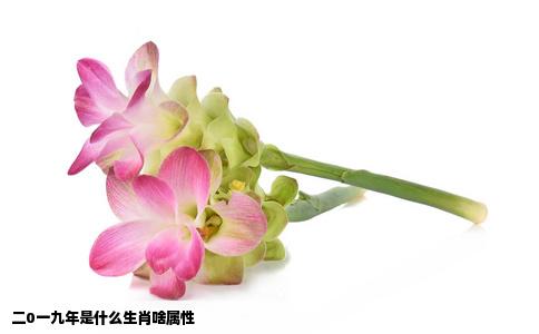 二0一九年是什么生肖啥属性