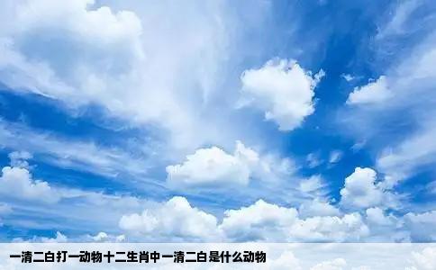 一清二白打一动物十二生肖中一清二白是什么动物