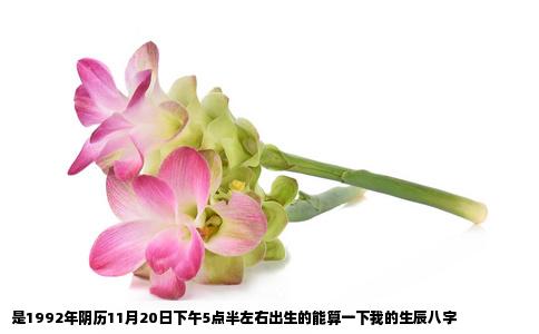 是1992年阴历11月20日下午5点半左右出生的能算一下我的生辰八字