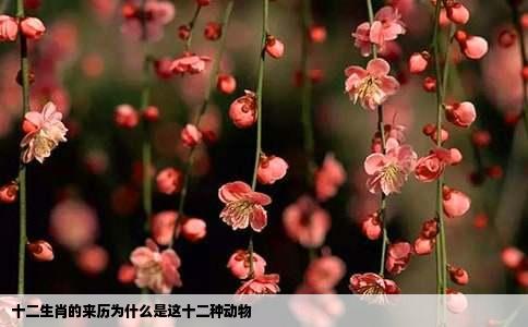 十二生肖的来历为什么是这十二种动物