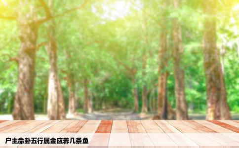 户主命卦五行属金应养几条鱼