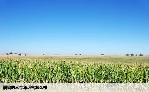 属狗的人今年运气怎么样