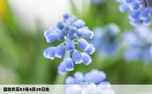 算命农历83年4月28日生