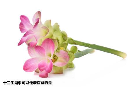 十二生肖中可以代表首富的是