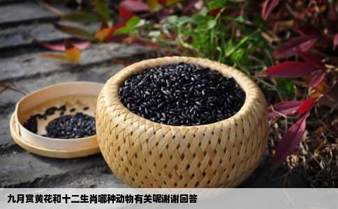 九月赏黄花和十二生肖哪种动物有关呢谢谢回答