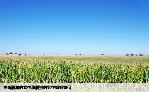 生肖属羊的女性和属猴的男性婚姻如何