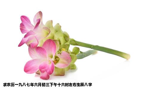 求农历一九八七年六月初三下午十六时左右生辰八字