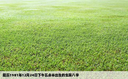 阳历1981年12月24日下午五点半出生的生辰八字