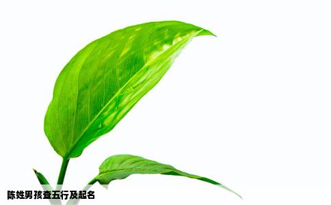 陈姓男孩查五行及起名