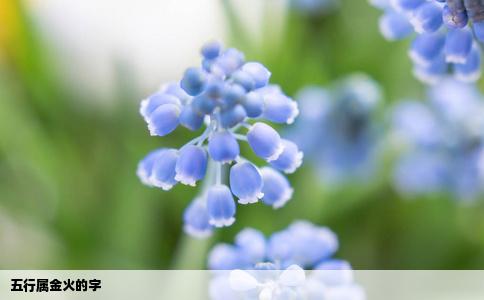 五行属金火的字