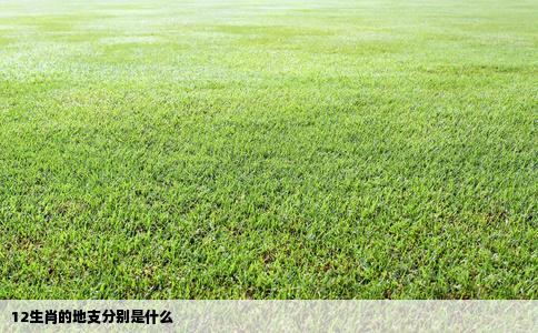 12生肖的地支分别是什么