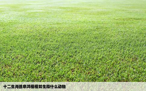 十二生肖徐悲鸿栩栩如生指什么动物