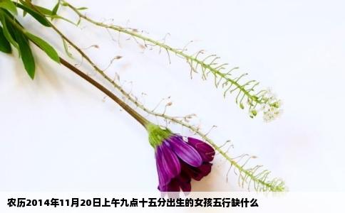 农历2014年11月20日上午九点十五分出生的女孩五行缺什么