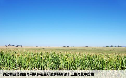 的动物谜语猜生肖可以多选最好请解释谢谢十二生肖鼠牛虎兔