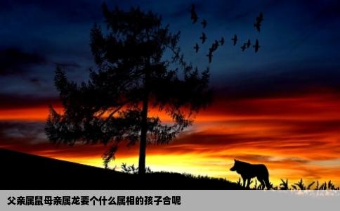 父亲属鼠母亲属龙要个什么属相的孩子合呢
