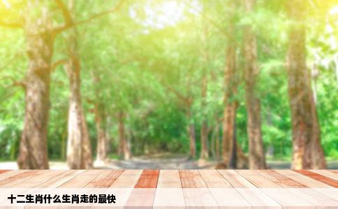 十二生肖什么生肖走的最快