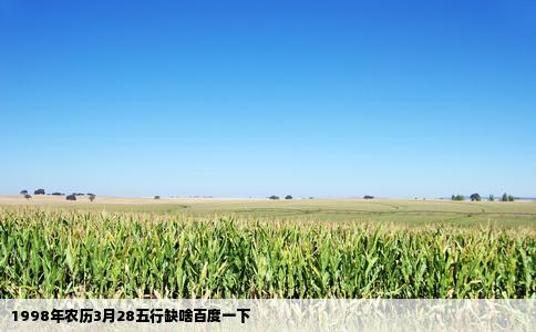 1998年农历3月28五行缺啥百度一下