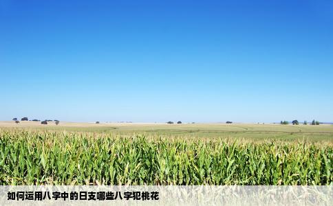 如何运用八字中的日支哪些八字犯桃花