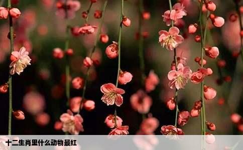 十二生肖里什么动物最红