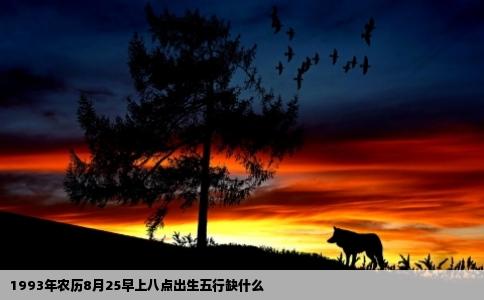 1993年农历8月25早上八点出生五行缺什么