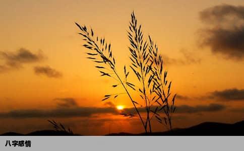 八字感情
