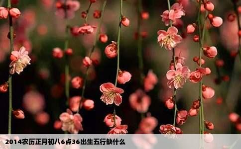 2014农历正月初八6点36出生五行缺什么