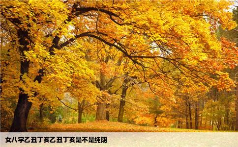 女八字乙丑丁亥乙丑丁亥是不是纯阴