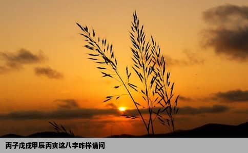 丙子戊戌甲辰丙寅这八字咋样请问