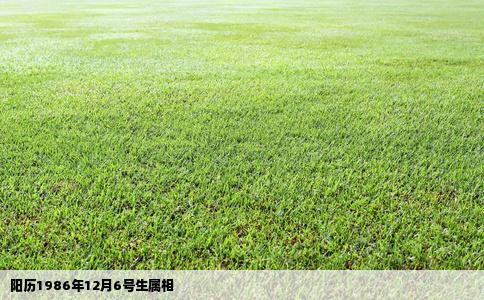 阳历1986年12月6号生属相