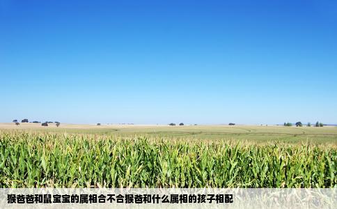 猴爸爸和鼠宝宝的属相合不合猴爸和什么属相的孩子相配
