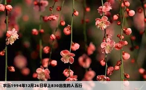 农历1994年12月26日早上830出生的人五行