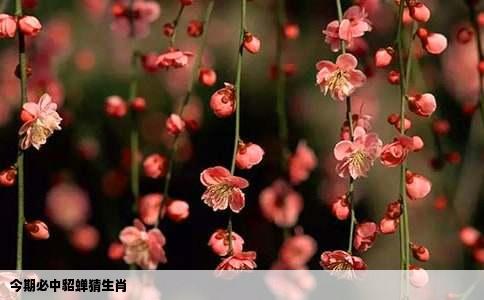 今期必中貂蝉猜生肖