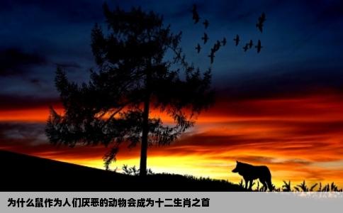 为什么鼠作为人们厌恶的动物会成为十二生肖之首