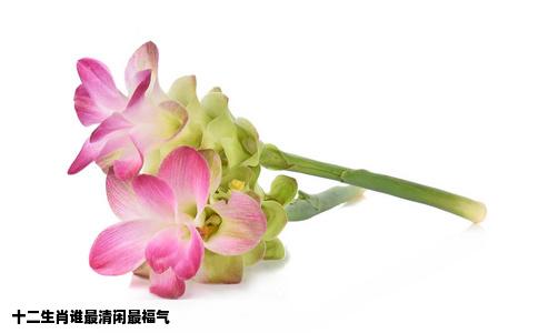 十二生肖谁最清闲最福气