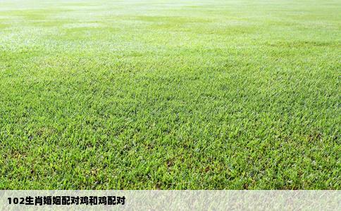 102生肖婚姻配对鸡和鸡配对