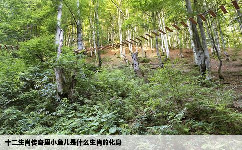 十二生肖传奇里小鱼儿是什么生肖的化身