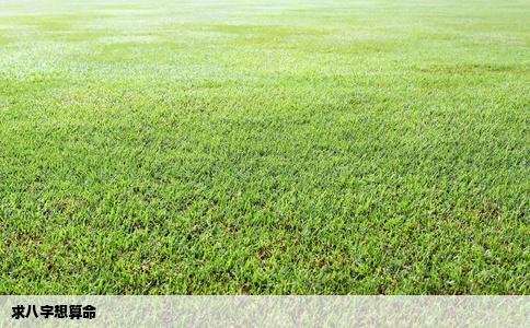 求八字想算命