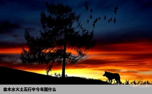 金木水火土五行中今年属什么