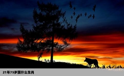 21年75岁属什么生肖