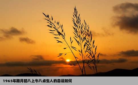 1965年腊月初八上午八点生人的命运如何