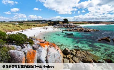 欲钱看苦尽甘来的动物打一生肖wbgy