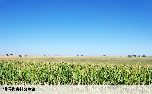 银行代表什么生肖