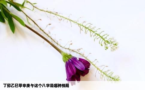 丁卯乙巳甲申庚午这个八字是哪种格局
