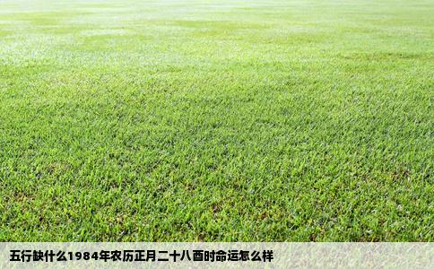 五行缺什么1984年农历正月二十八酉时命运怎么样